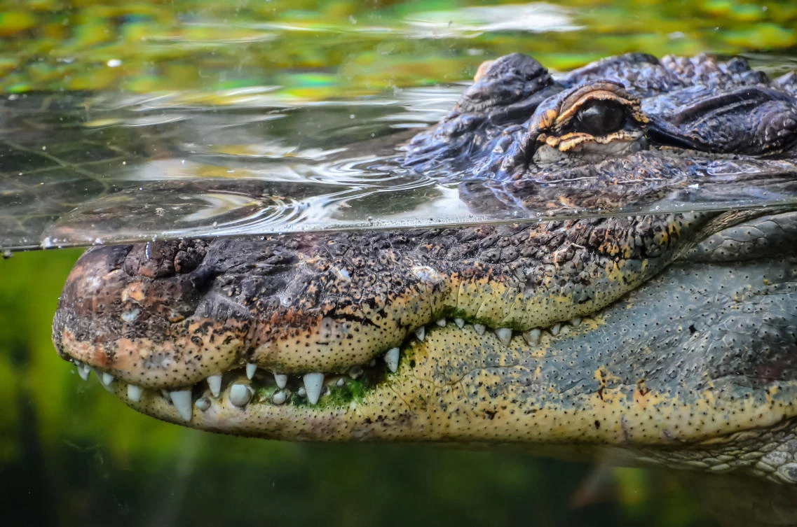 Indonesian woman mauled to death by crocodile