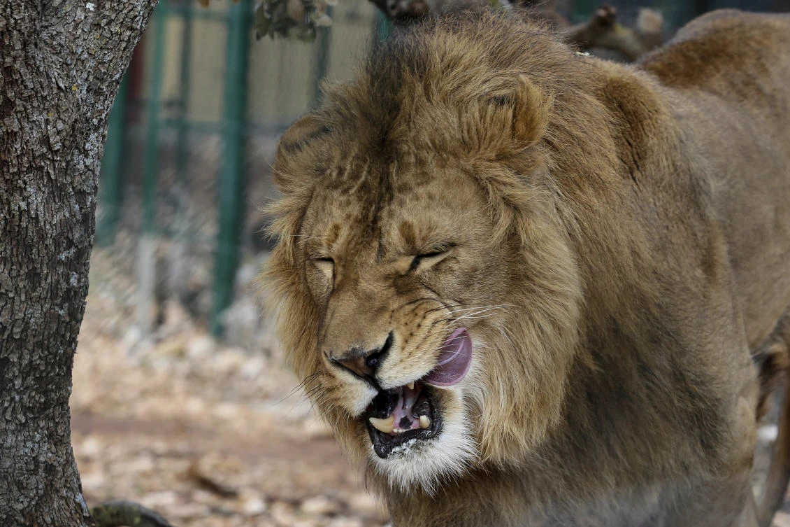 Two lions saved from Mideast wars head to South Africa refuge