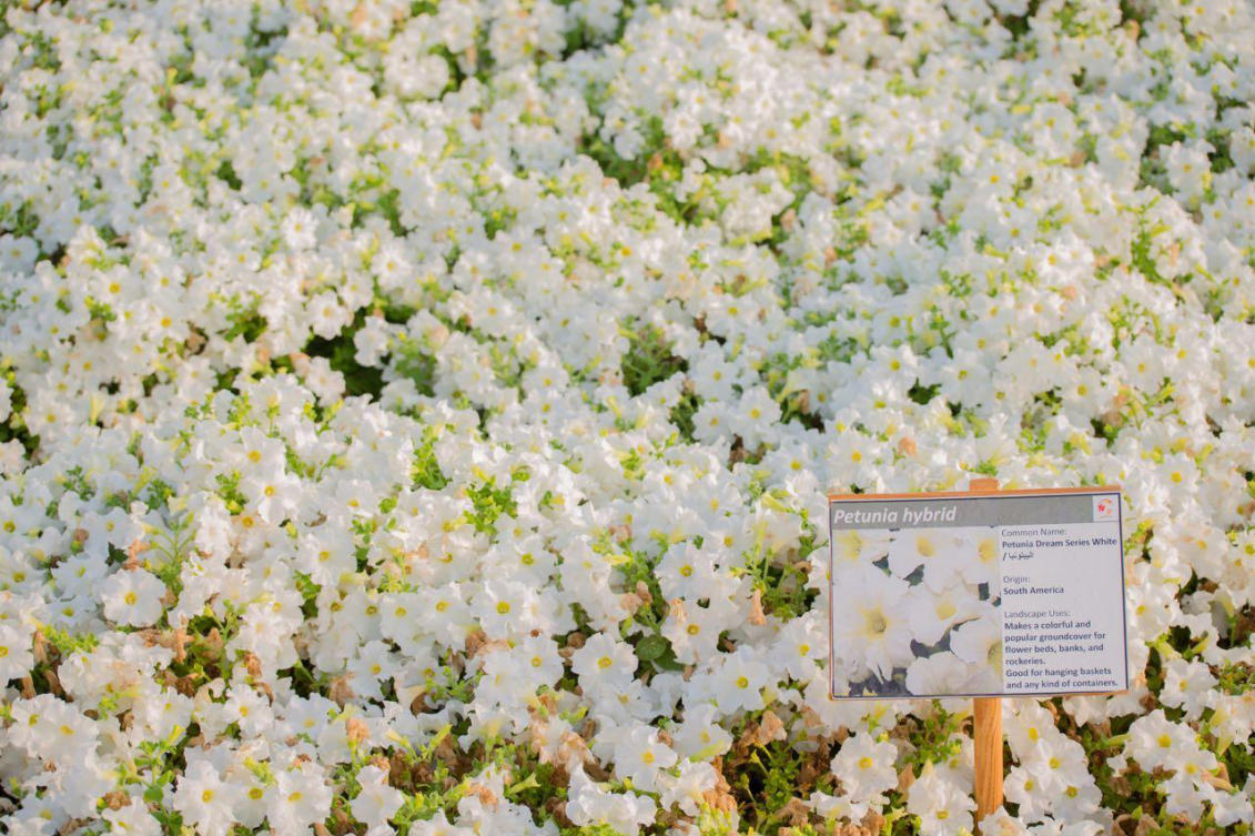 The flowers of Yanbu
