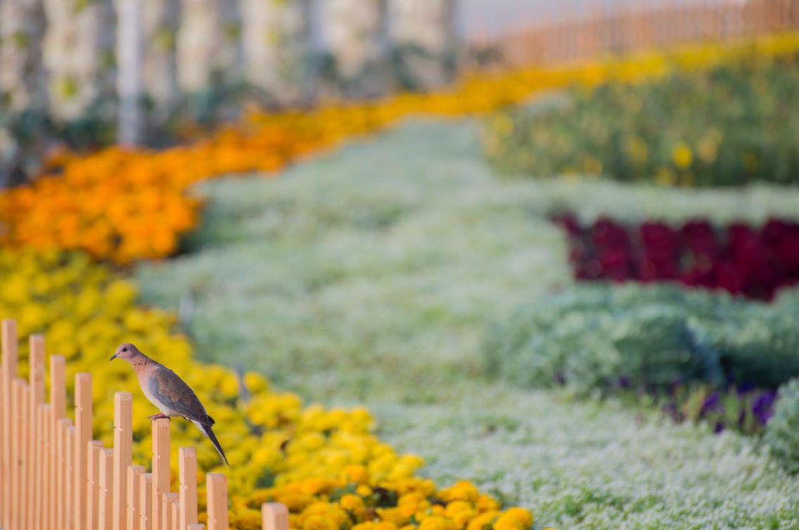 The flowers of Yanbu