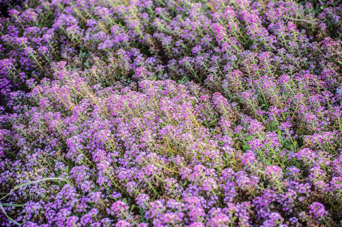 The flowers of Yanbu