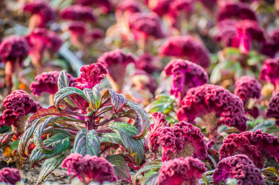 The flowers of Yanbu