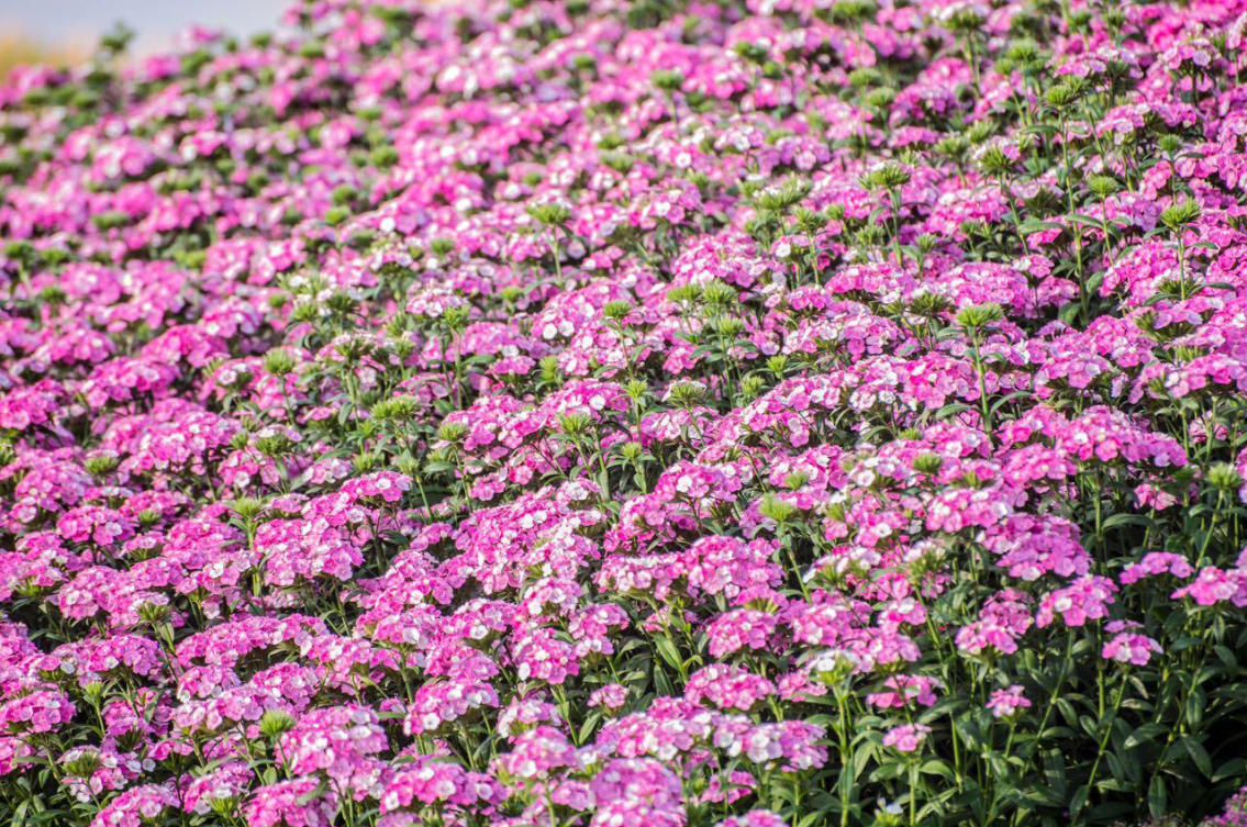 The flowers of Yanbu