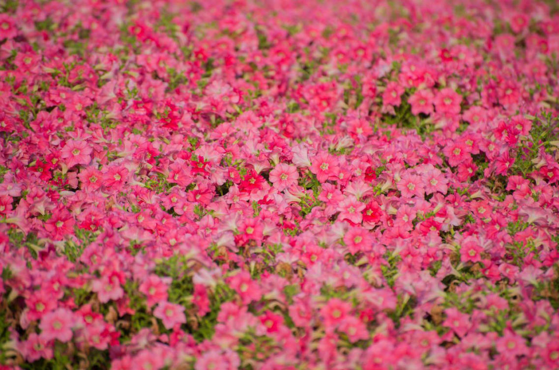 The flowers of Yanbu