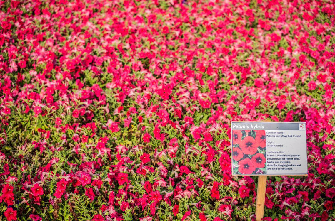 The flowers of Yanbu