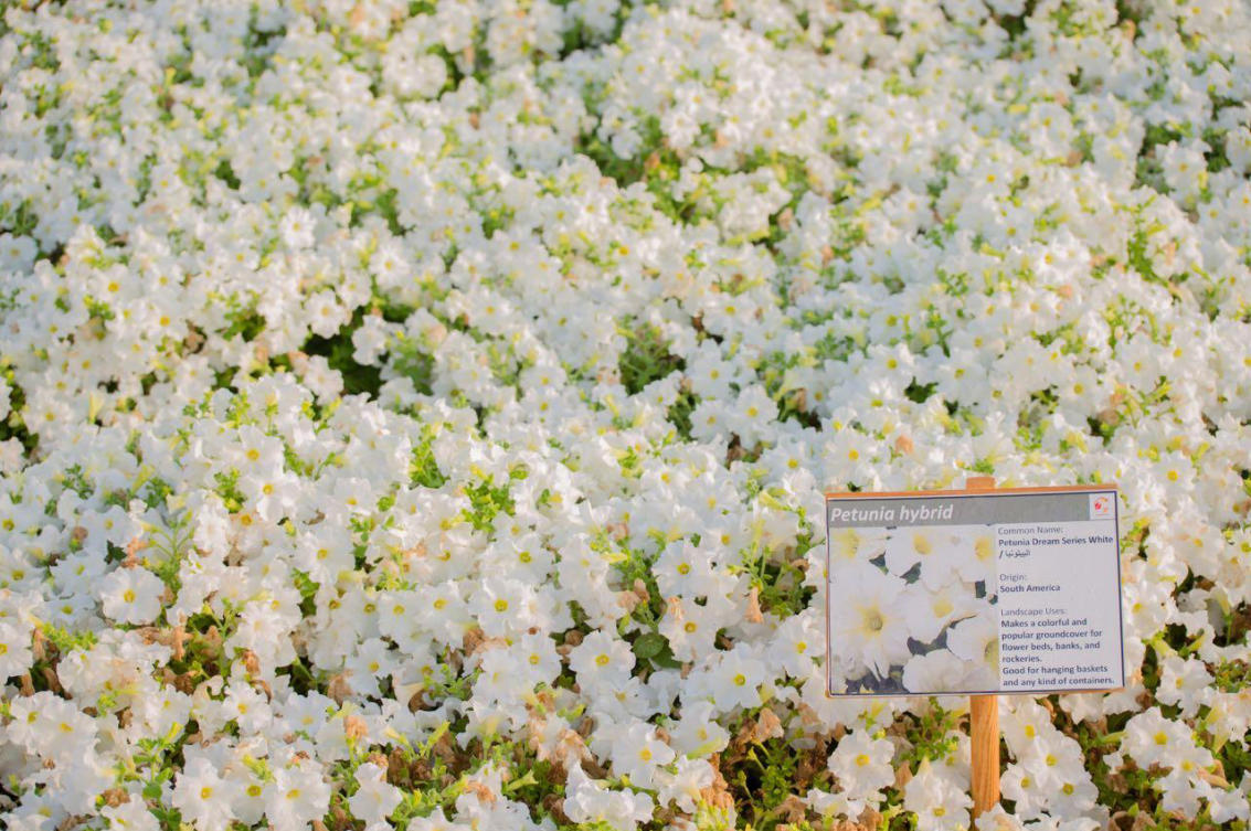 The flowers of Yanbu