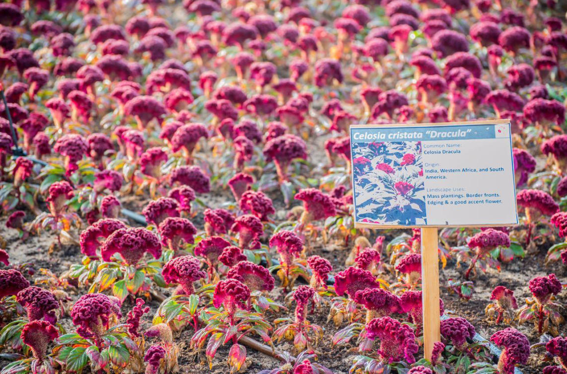 The flowers of Yanbu