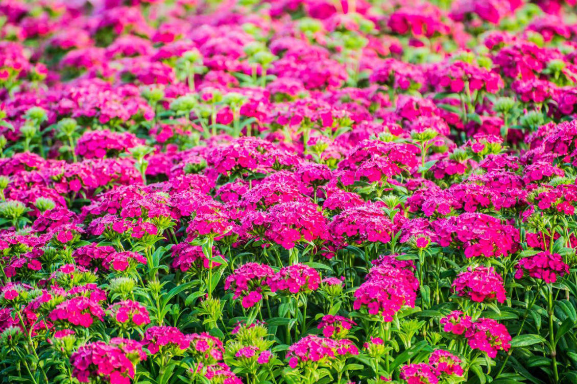 The flowers of Yanbu