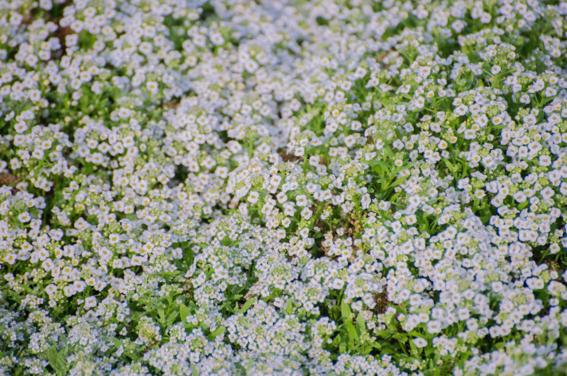 The flowers of Yanbu