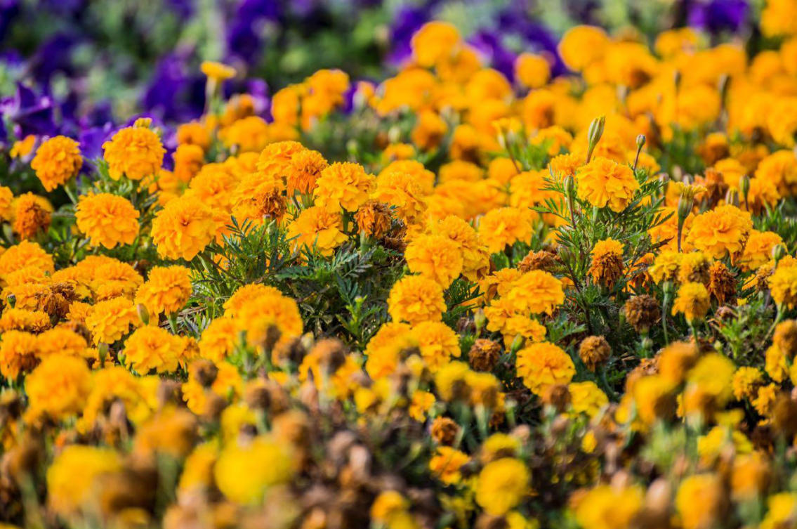 The flowers of Yanbu