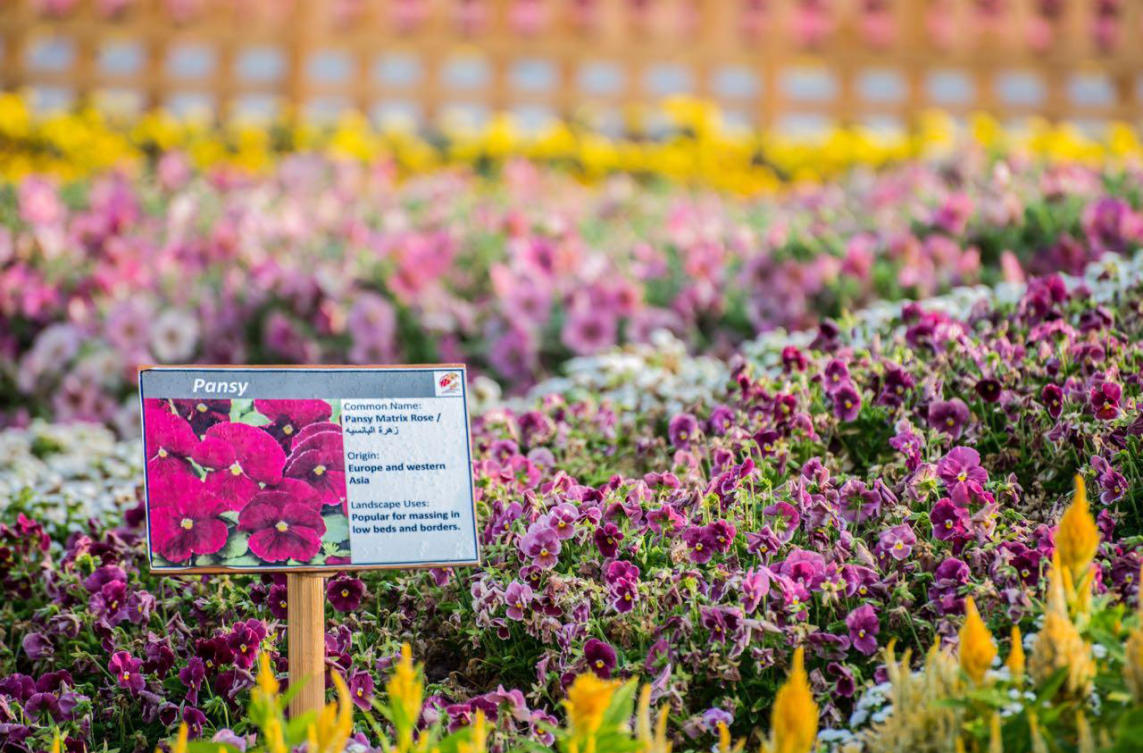 The flowers of Yanbu