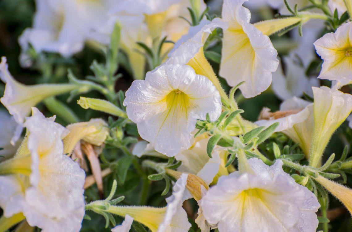 The flowers of Yanbu