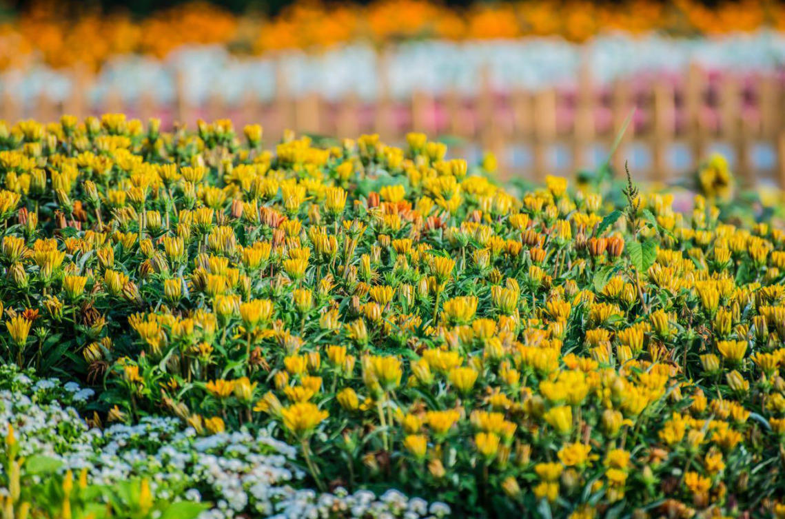 The flowers of Yanbu