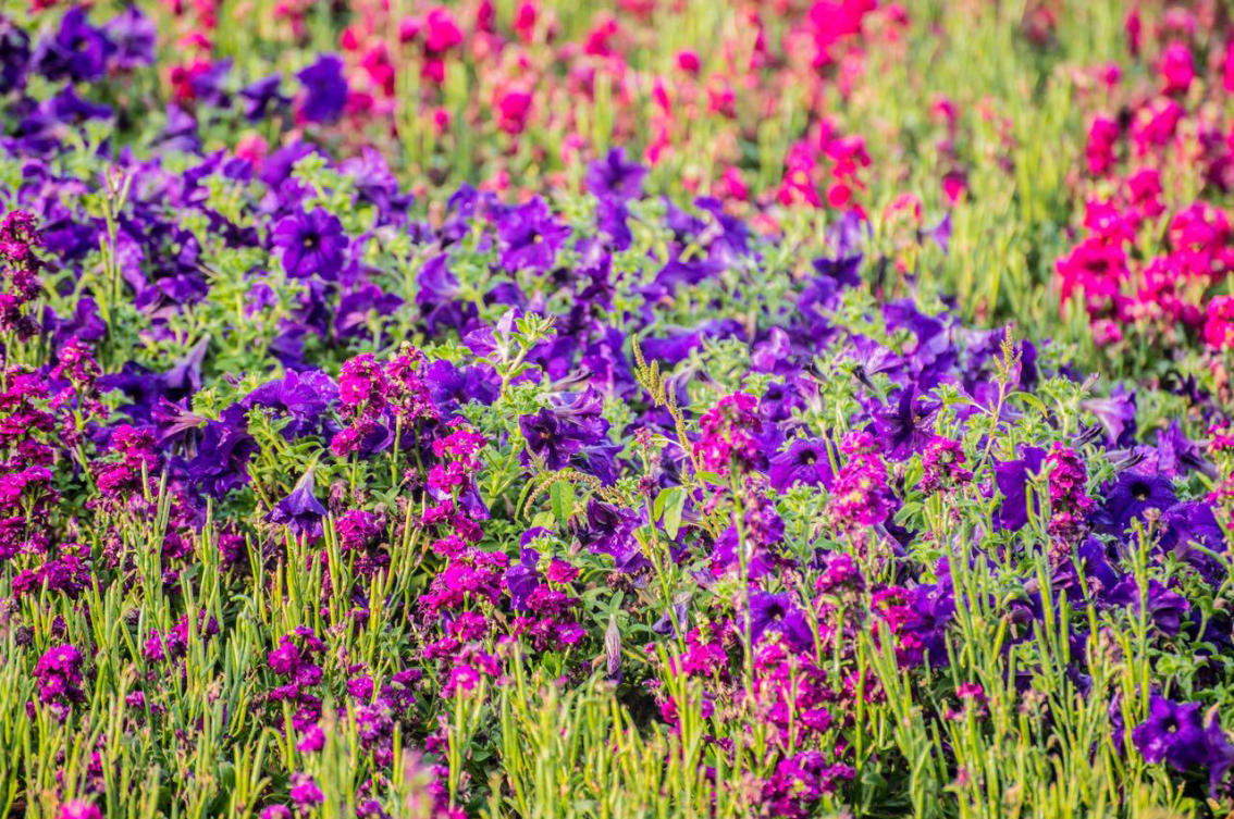 The flowers of Yanbu