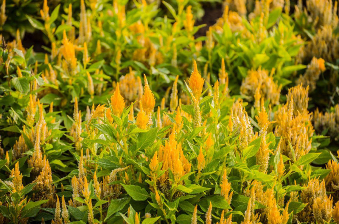 The flowers of Yanbu