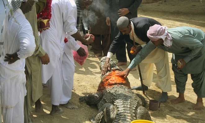 Sindor is rubbed on the forehead and back of the reportedly 127-year old Chief Crocodile at the Manghopir shrine.