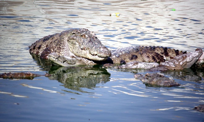 Crocodiles in the pond next to the shrine.