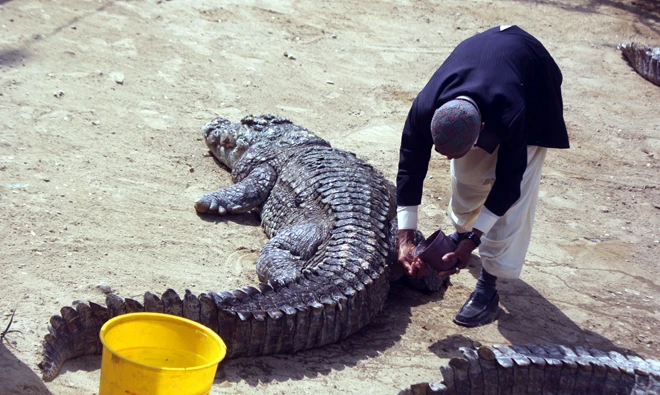 The caretaker preparing the chief crocodile for the garland ceremony.