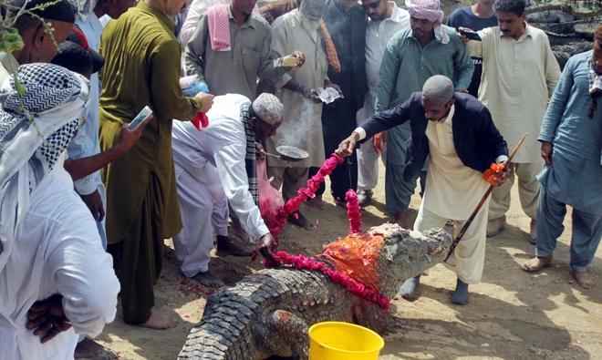 The community elder puts a garland around Mor Swab, the Chief Crocodile, after Sindor (orange color) is rubbed on its forehead and back.