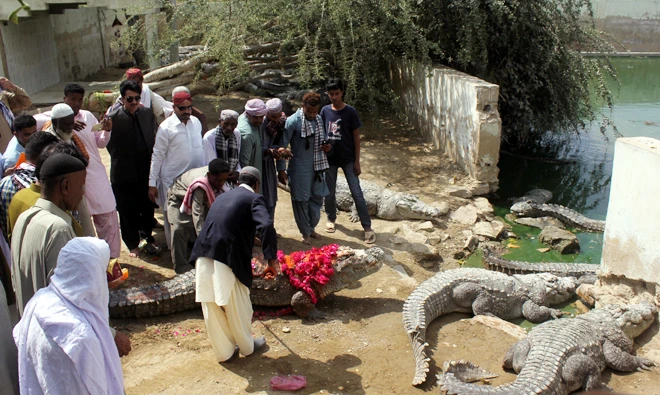 After the garland ceremony, Mor Swab is pushed back to the crocodile pond.