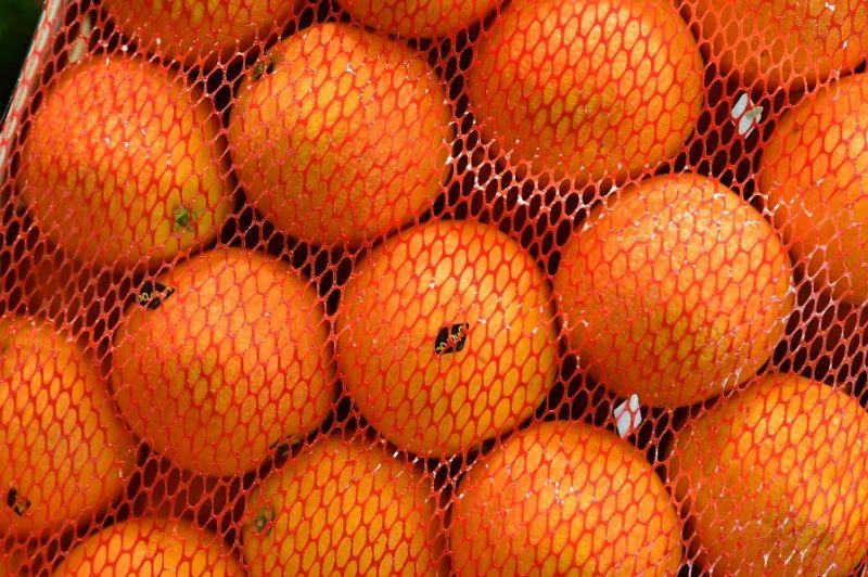 The EU may target for retaliatory taxes products made in states that heavily supported Trump in the presidential election, like Florida oranges. (AFP Photo)