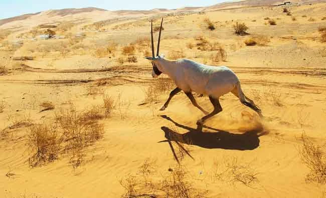 This photo taken on 1 March 2018 shows an Arabian Oryx runs in Najran’s desert. (SPA)