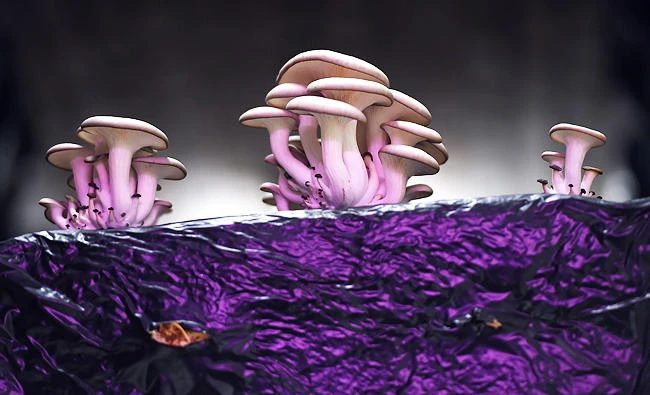 Oyster mushrooms are pictured on a substrate bloc in the "Bunker Comestible" (the "edible bunker") in Strasbourg, eastern France, in this February 21, 2018 photo. (AFP)