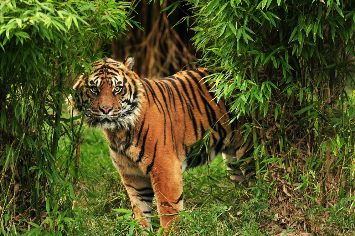 Tourists on a wildlife safari in central India were treated to a rare and vicious fight for survival between a sloth bear defending its young and a huge Bengal tiger. (Shutterstock)