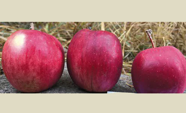 5 types of apples, once thought extinct, are rediscovered