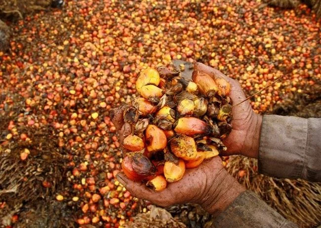 Malaysian palm oil output is forecast at 20.5 million tonnes this year. (Reuters)