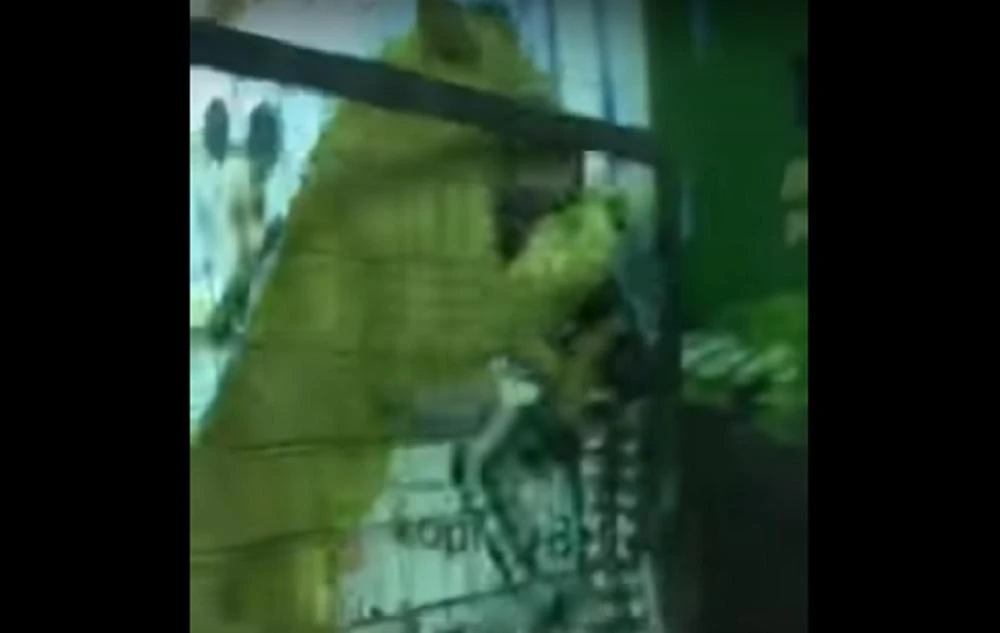 The moment the young lion lunges at the small girl as other children flee (YouTube screengrab)