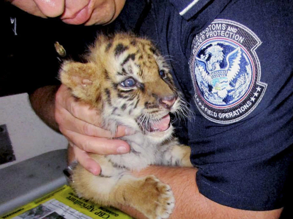 File photo provided by US Customs and Border Protection shows an agent holding a male tiger cub that was confiscated at the U.S. border crossing at Otay Mesa southeast of downtown San Diego. (AP)