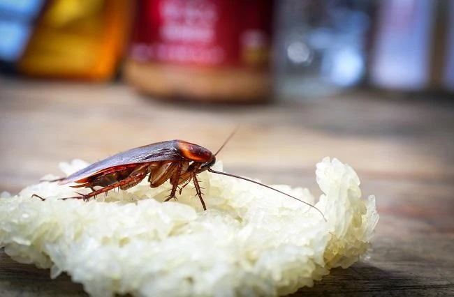 Man blows up house after trying to kill cockroaches