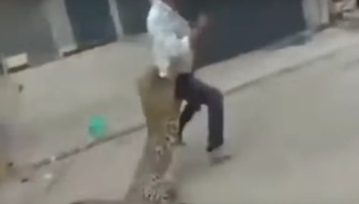 VIDEO: Moment leopard injures 3 as rescuers try to catch it in India