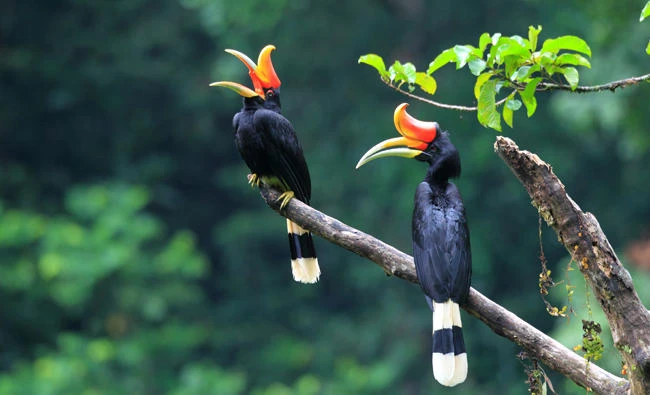 Warming could threaten half of species in 33 key areas: report