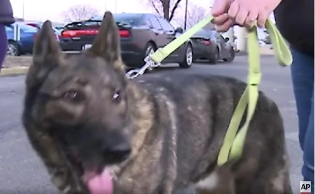 Dog sent overseas by mistake returned to Kansas family