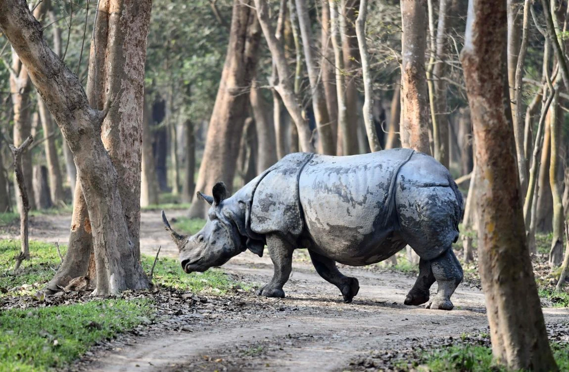 Indian wildlife sanctuary sees jump in one-horned rhinos