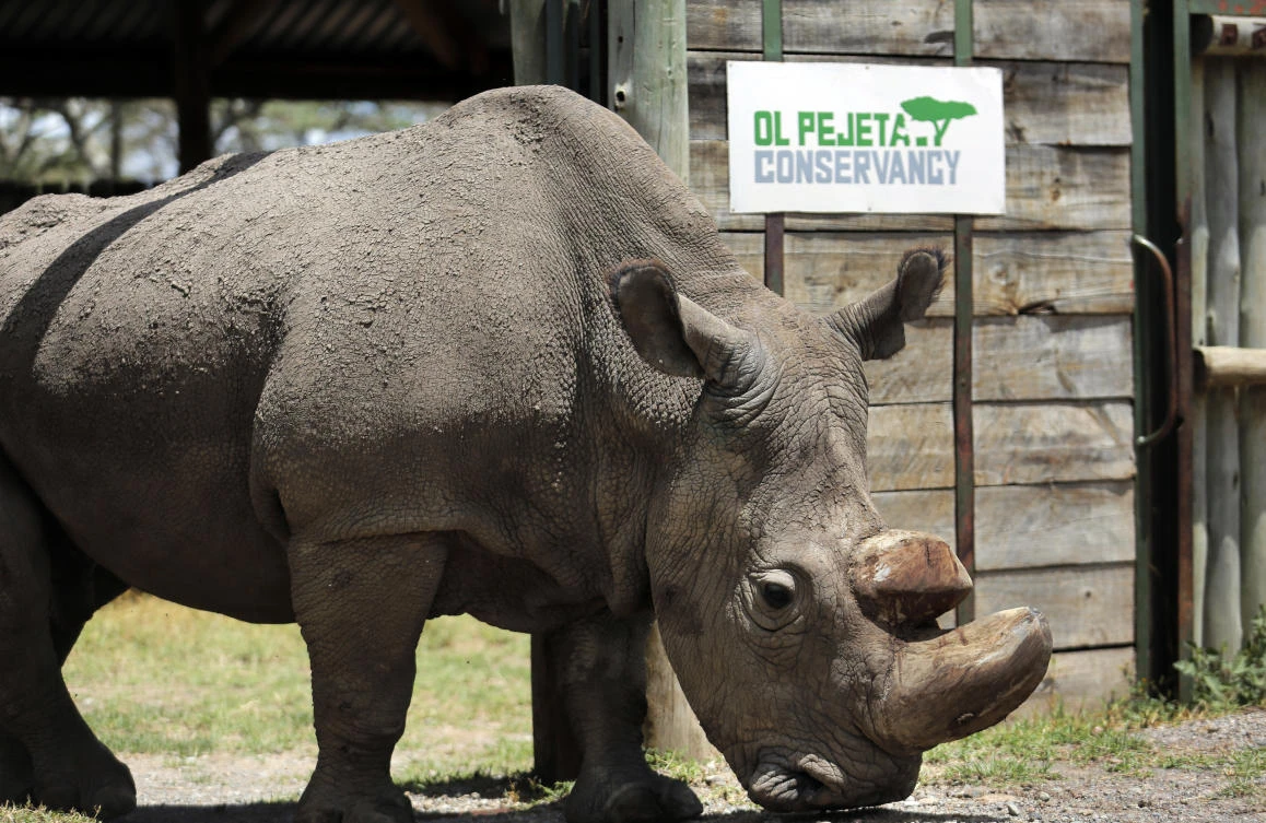 Sudan, the world’s last male northern white rhino, dies aged 45