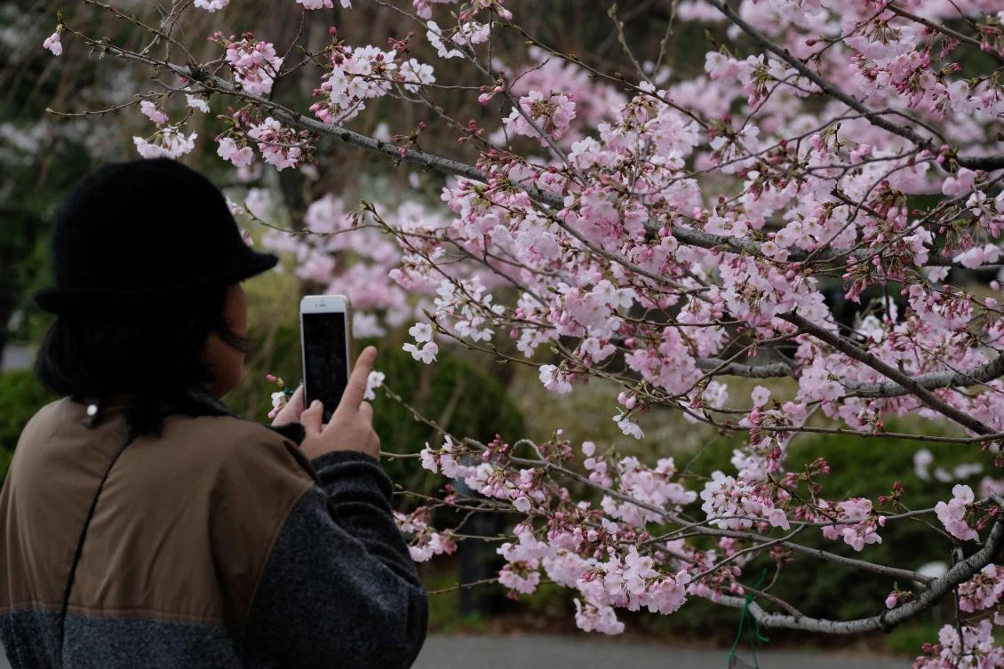 The appearance of cherry blossoms is hotly anticipated each year, with forecasters publishing updated maps weeks in advance. The blooms attract tourists but also locals who organize hanami or viewing parties in cherry-blossom hotspots. (AFP)