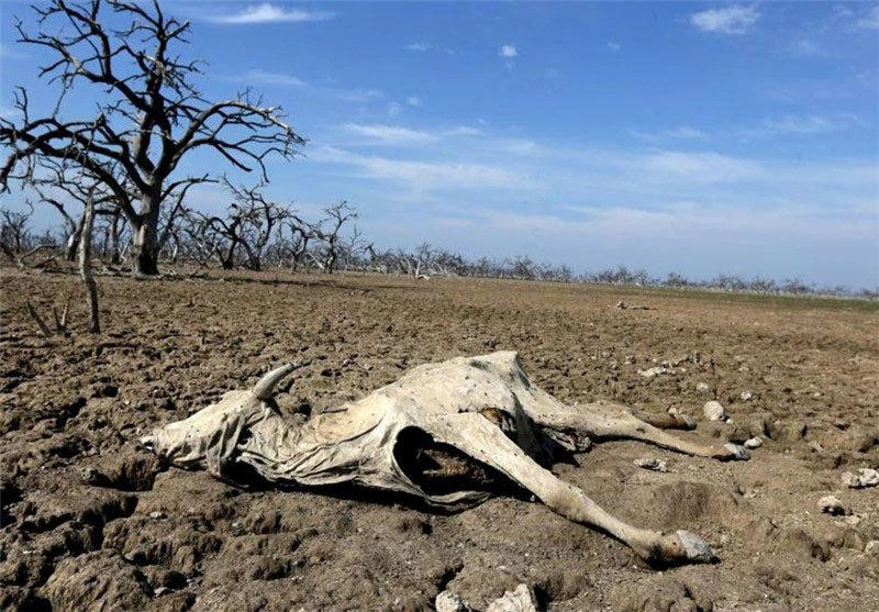 A dead cow is seen on dried up grounds in Shahreza, Iran in this undated picture. (Tasnim News Agency/via Reuters)