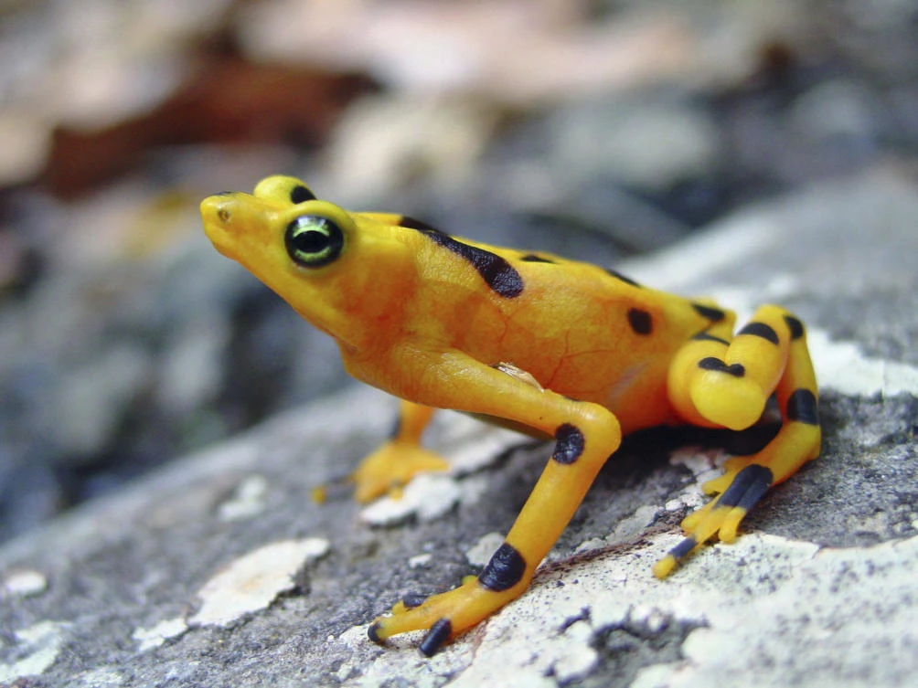 Ribbit, ribbit go the Panama frogs after years of silence