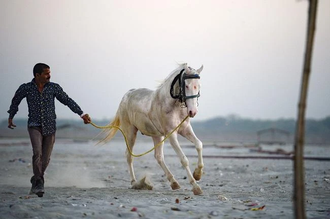 Low-caste Indian Dalit killed for owning horse