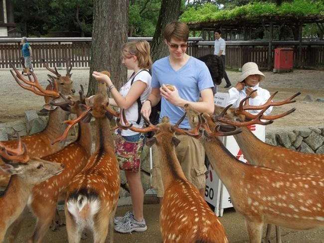 Deers nibbling on tourists cause concern for Japan park. (Photo courtest: Ashley Rowland/Stars and Stripes)