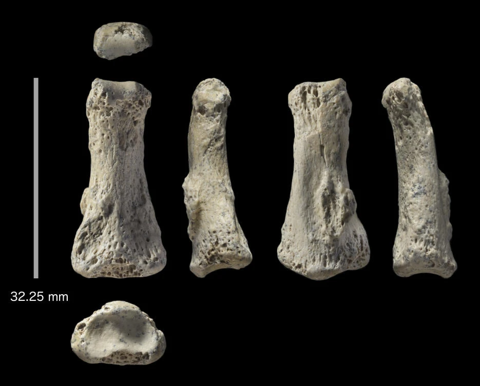 Fossil finger points to early humans entering Saudi Arabia