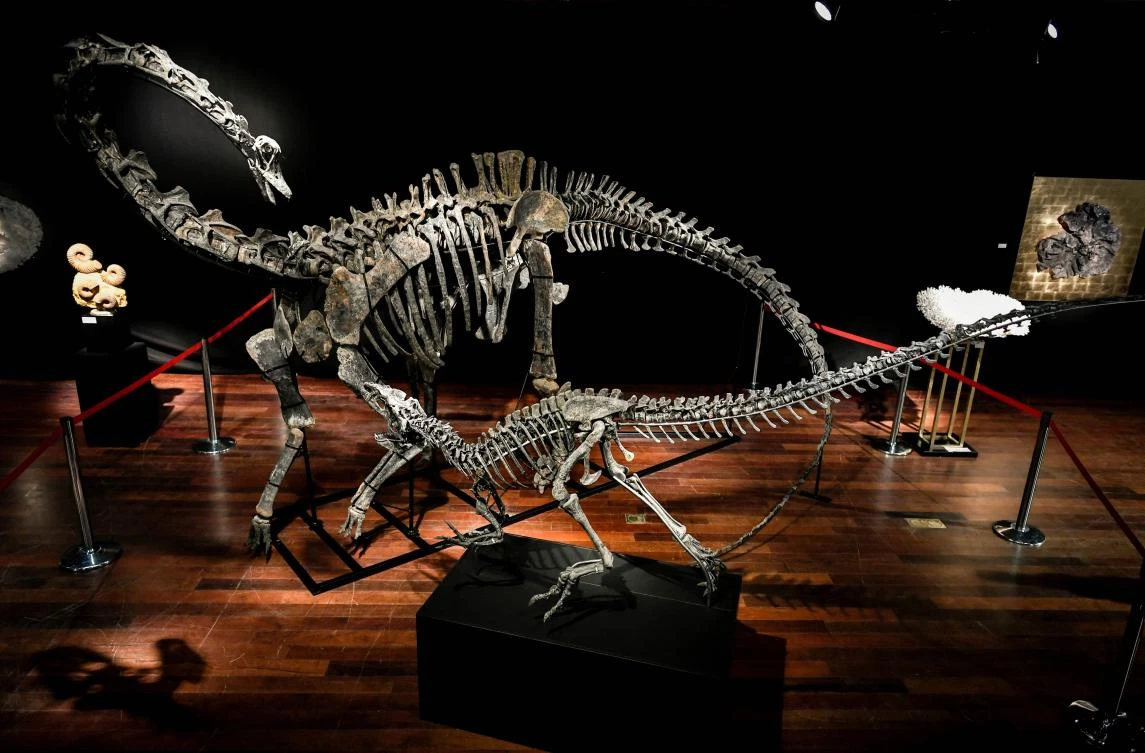 Anyone want to buy a dinosaur? Two on sale in Paris