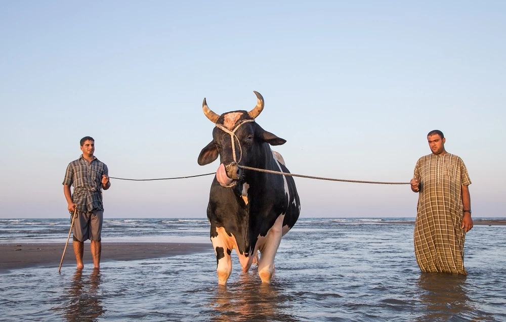 Ancient ritual of bullfight still popular in Oman