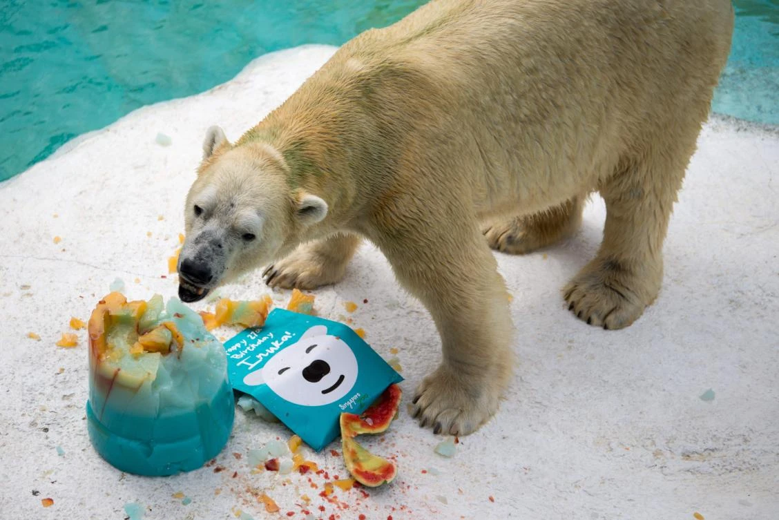 Inuka, first polar bear born in the tropics, may be put down