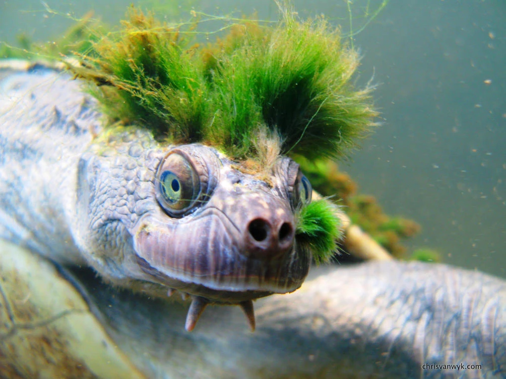 Endangered reptile: Australia’s ‘punk turtle’ risks being last of the Mohicans