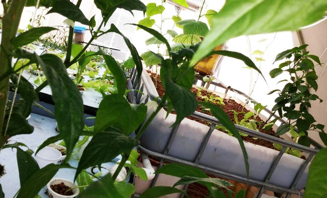 Young Saudis are championing the cause of environmental sustainability