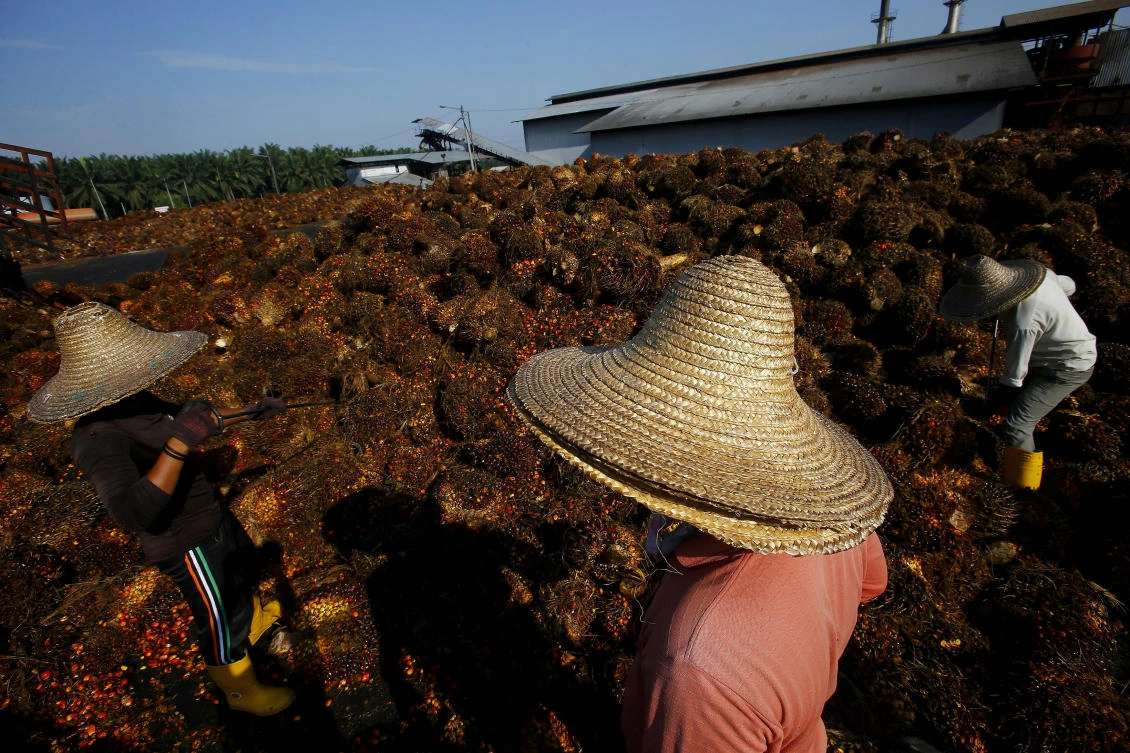 A demand boom for widely-used palm oil has led to palm plantations spread across 18 million hectares in Indonesia and Malaysia. (Reuters)